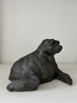 Grey seal
